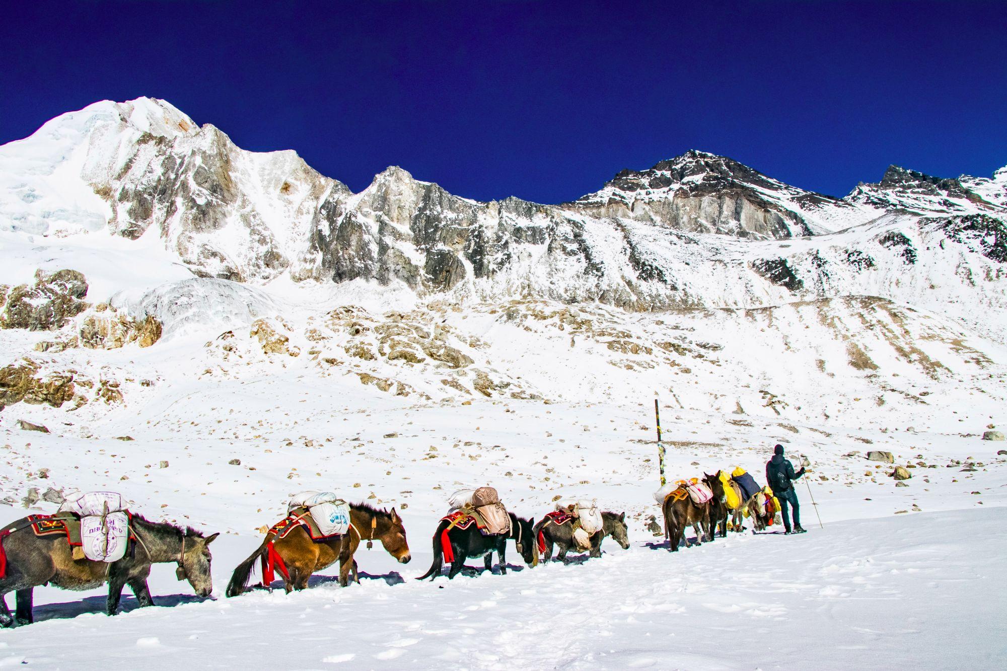 Donkey carrying essentials supplies up snowy mountain in Manaslu circuit